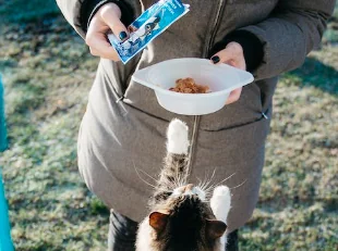 I gatti amano il tonno. Ecco perché